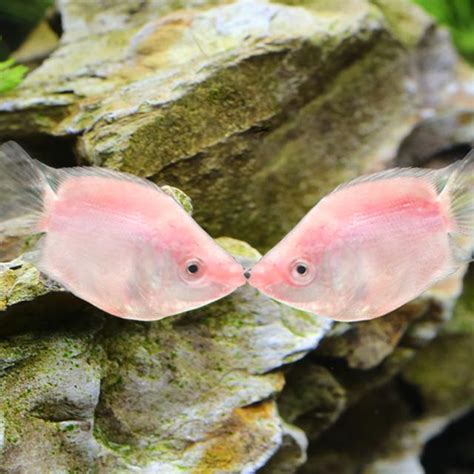 接吻魚飼養